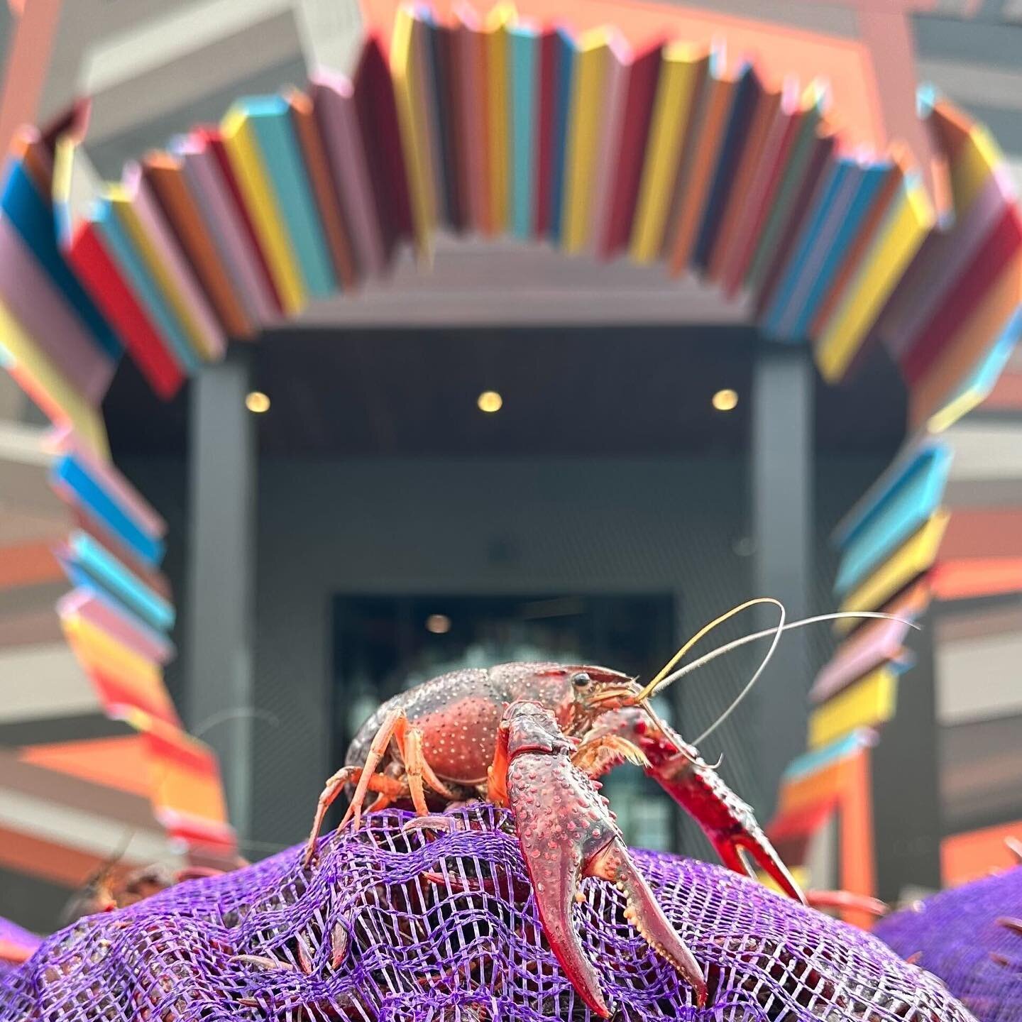 Crawfish Sundays!🦞
Servin&rsquo; up juicy Viet-Cajun style crawfish on the 3rd floor rooftop from noon to sellout!
#houstoncrawfish #houstonfood #sundayfunday #houstonbrewery #buffbrew